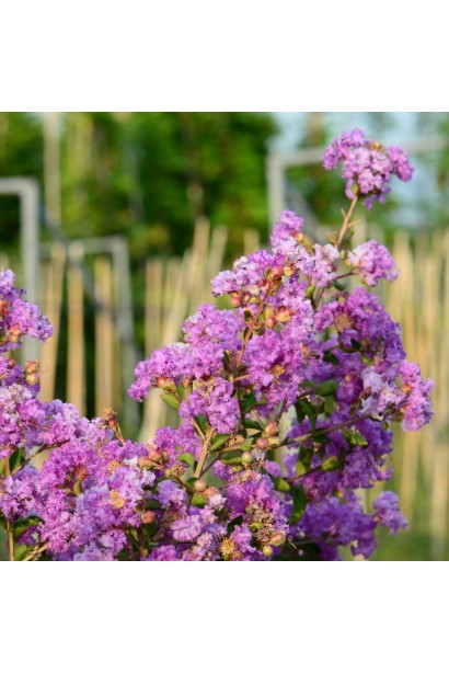Lagerstroemia indica Petite Orchid